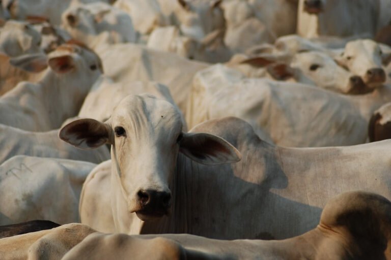 Instituições estabelecem cooperação para assegurar legalidade e sustentabilidade da pecuária no Pará
