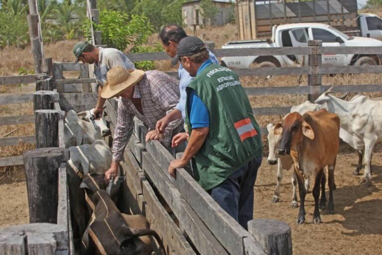 Produtores rurais têm até 10 de janeiro para realizar a notificação de vacinação contra a Febre Aftosa