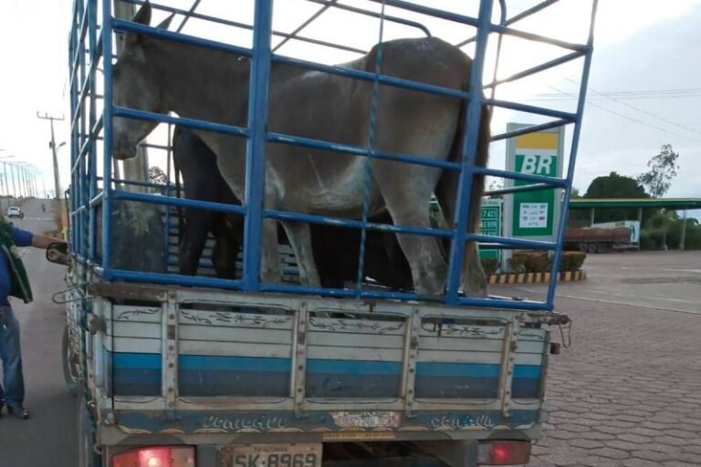 Veículo de carga é autuado durante fiscalização volante da Adepará, em Altamira