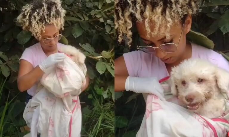 Vídeo: Homem que jogou cachorro em matagal exigia que ONG devolvesse o animal após ser resgatado em Itaituba, no PA