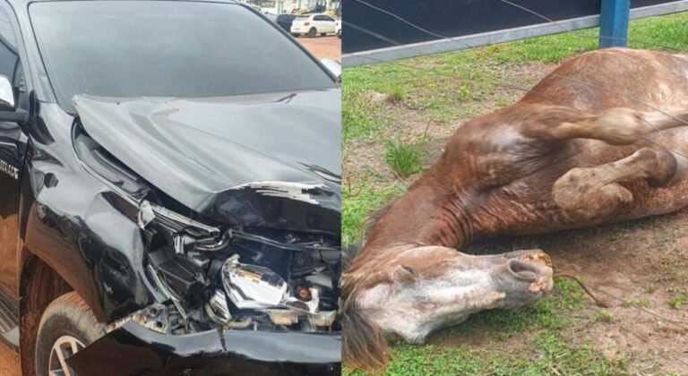 Caminhonete colide com cavalo na Rodovia Transamazônica em Itaituba, no PA