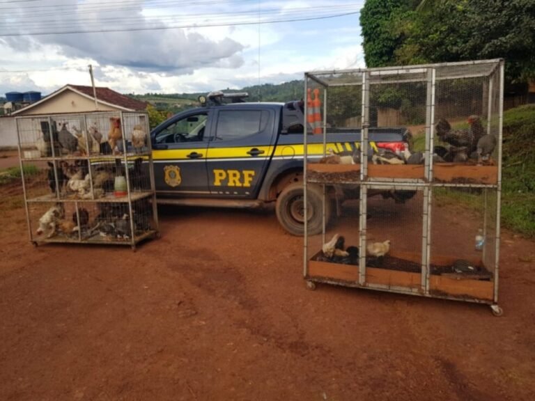 A PRF apreendeu mais de 100 aves que estavam sendo transportadas de maneira inadequada em Medicilândia