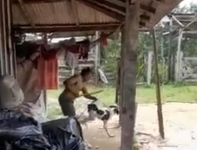 Empresários oferecem recompensa que totaliza o valor de R$ 27 mil reais para quem localizar o homem que matou cão a pauladas em Itaituba