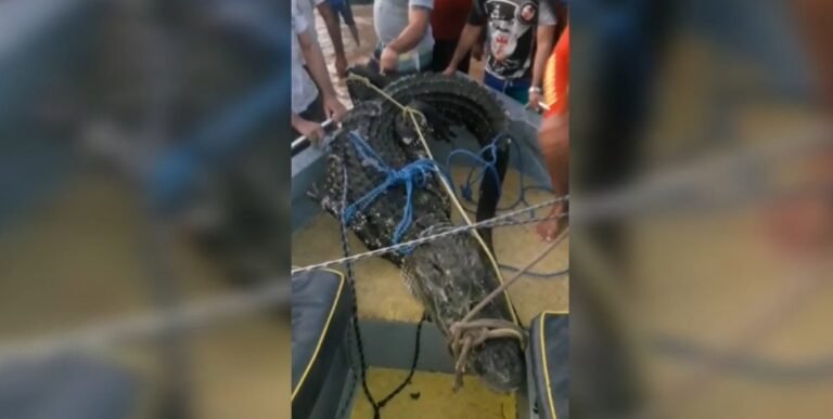 Vídeo: Jacaré-açu é capturado em Alter do Chão, no PA