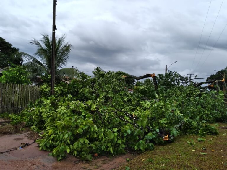 Árvore cai durante temporal no residencial vale do Piracanã em Itaituba, parte do residencial ficou sem o fornecimento de energia elétrica