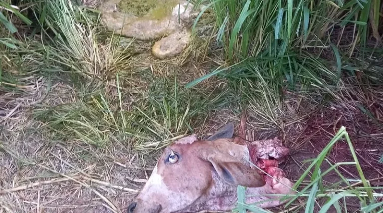 Produtor rural denuncia abate de gado em sua propriedade em Novo Progresso