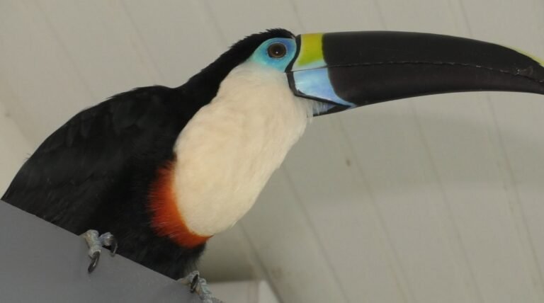 Tucano da espécie Papo Branco é resgatado pelos Bombeiros em Itaituba PA