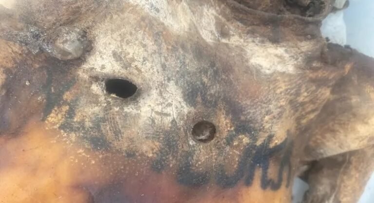 Corpo em estado avançado de decomposição é encontrado na zona rural em Novo Progresso, no PA