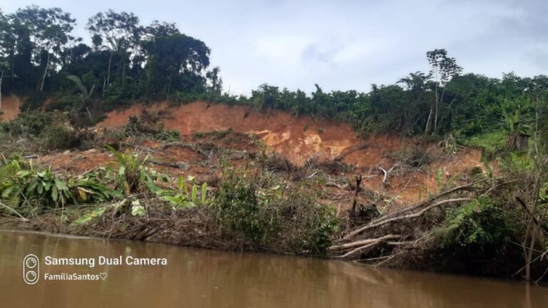 Barreira desmorona e destrói plantação de cacau em propriedade do km 140 Norte em Uruará, no PA