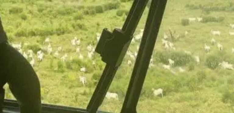 Invasores deixam boiada em área das terras Indígena Apyterewa, no Pará