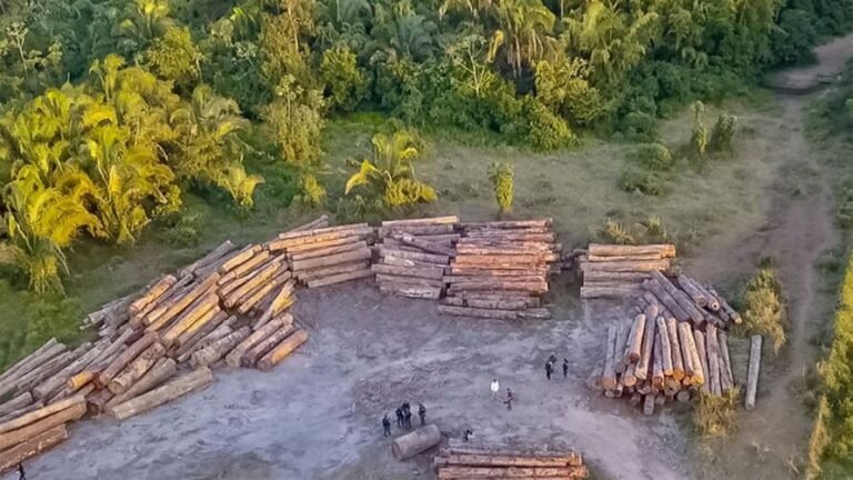 Policia prende um dos maiores desmatadores do Pará