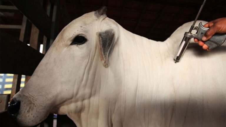 Gado no Pará deve ser vacinado até 20 de junho; confira
