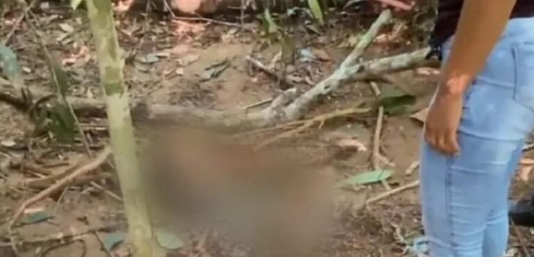 Ossada humana é encontrada em área de mata em Novo Progresso PA