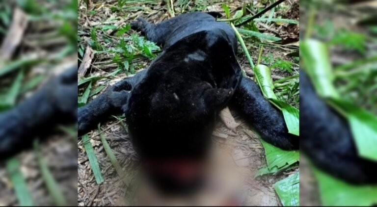 Onça é morta próximo ao local onde garoto foi encontrado sem vida em Brasil Novo