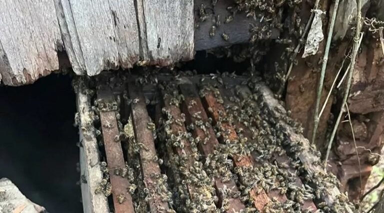 Ataque de abelhas mata três cães e deixa uma pessoa ferida em Rurópolis PA