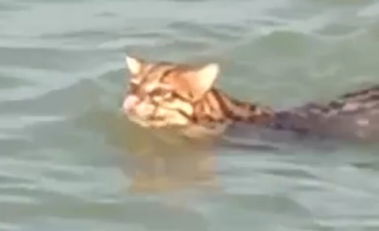 Vídeo: Gato Maracajá é flagrado nadando no Rio Tapajós em Itaituba PA 