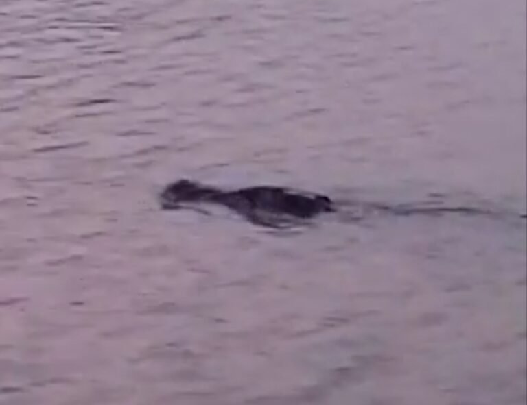 Veja o vídeo: Jacaré é flagrado nadando próximo ao Porto em Miritituba