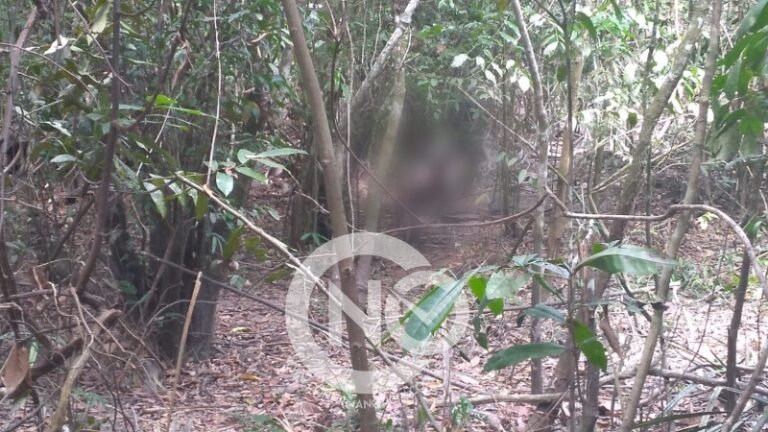 Corpo do sexo masculino é encontrado em área de mata em Altamira, no PA