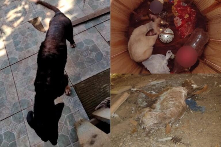 Polícia Civil indicia quatro pessoas pelo crime de maus-tratos de animais em Rurópolis, no PA