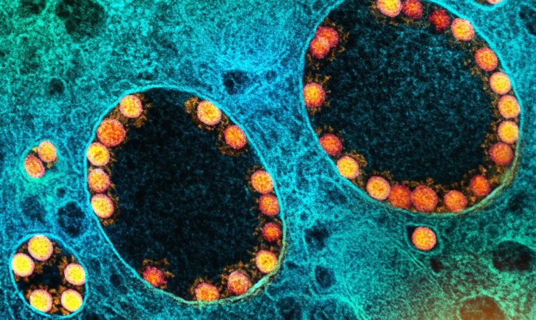 Covid-19: Brasil tem 8.289 mortes confirmadas nas últimas 24 horas