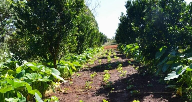 Prazo de entrega de declaração do ITR acaba nesta sexta