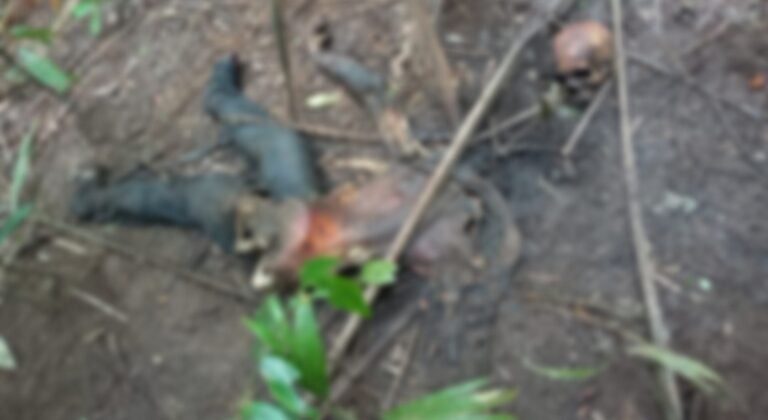 Corpo é encontrado em estado avançado de decomposição em Anapu, PA