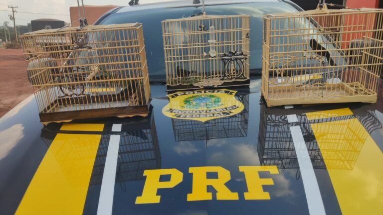 Vídeo: PRF resgata 03 animais silvestres em Itaituba, no PA