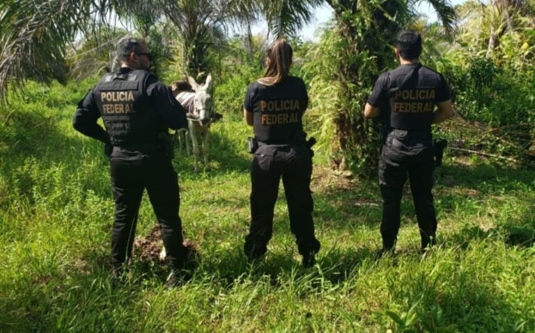 PF investiga condições de trabalho no setor de produção de óleo de palma no Pará