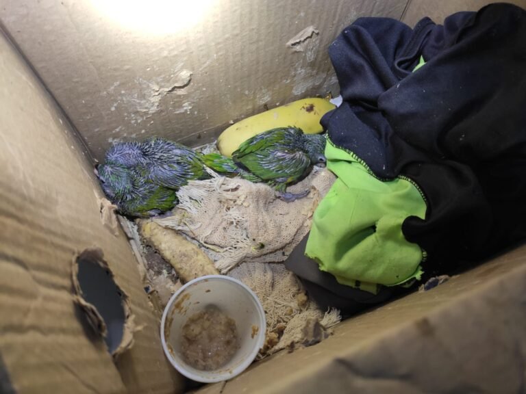 Homem é detido por transporte ilegal de animais silvestres