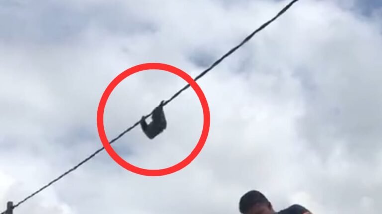 Vídeo: Bicho-preguiça é resgatado por moradores em Uruará, no PA