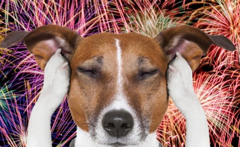 Fogos de artifício: veterinário explica como proteger seu pet do barulho