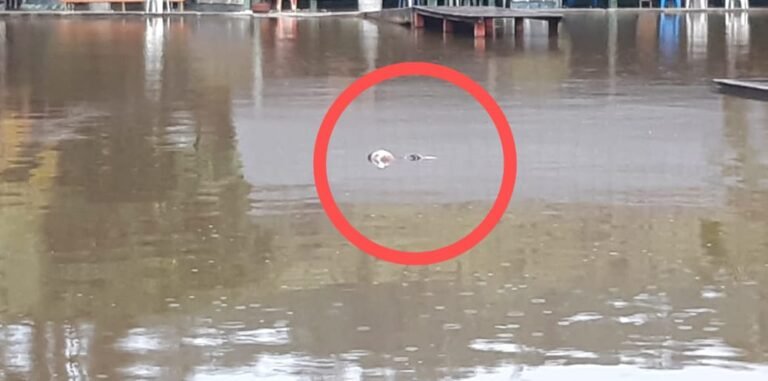 Homem é encontrado morto em balneário no município de Trairão, no PA