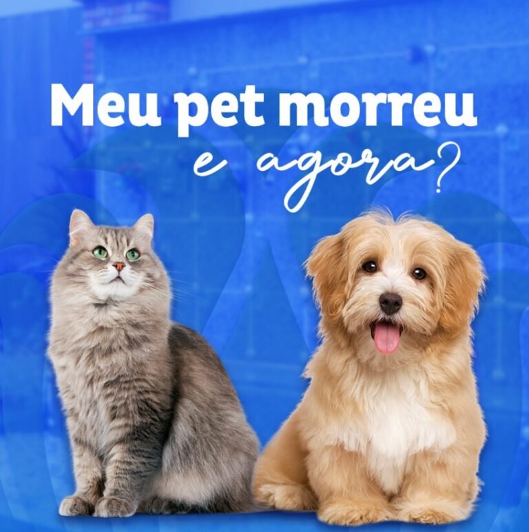 O pet morreu: o que fazer com o corpo do animal?
