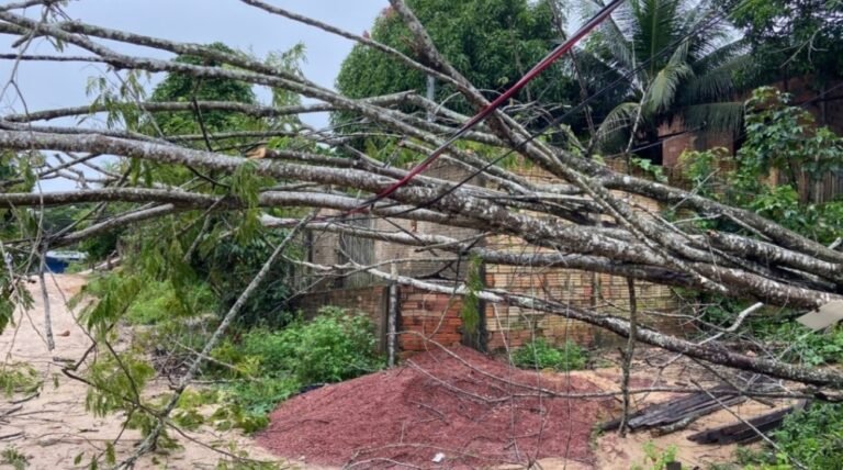 Vídeo: Queda de árvore causa transtornos para moradores no bairro Irajá em Itaituba, no PA