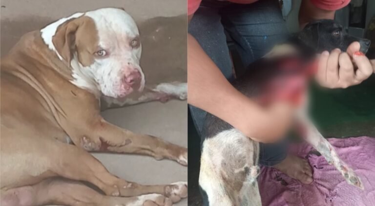 Vídeo: Pittbul ataca cachorro em via pública em Brasil Novo, no PA