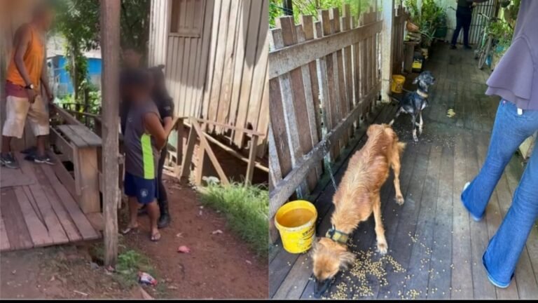 Vídeo: Ong o Sol Nasce para Todos resgata animais em situação de maus-tratos no Distrito de Miritituba, no PA