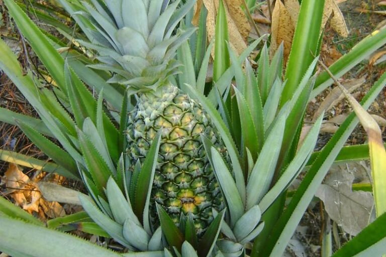 Pará é destaque no cenário nacional em cinco cadeias produtivas