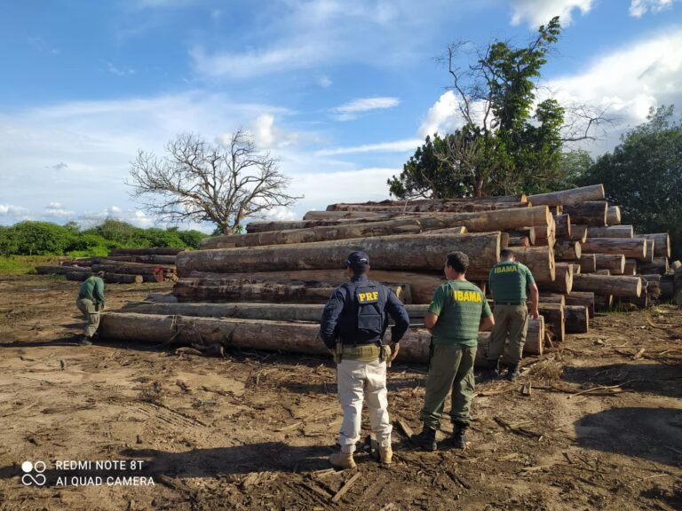 PRF e Ibama apreendem mais de 4.000 m³ de madeira ilegal em ação de combate ao desmatamento em Jacundá, no PA