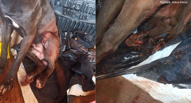 Vídeo: Casal é preso acusado de maltratar animal em Rurópolis, no PA