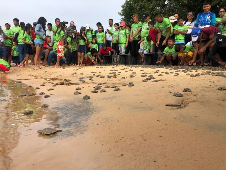 Quelônios são soltos no tabuleiro Monte Cristo em Aveiro, no PA
