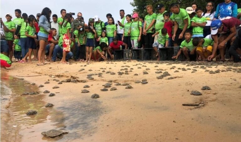 Quelônios são soltos no tabuleiro Monte Cristo em Aveiro, no PA