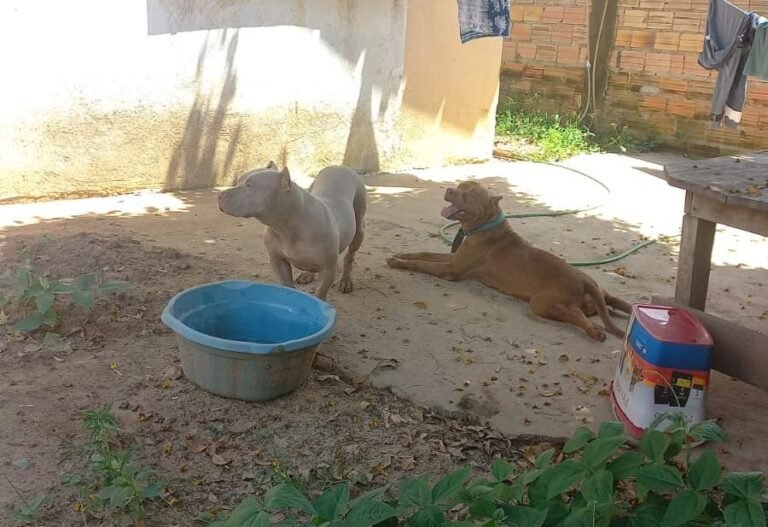 Tutor de cães pit bull soltos é detido por colocar em risco moradores do Bairro Wirland Freire, em Itaituba