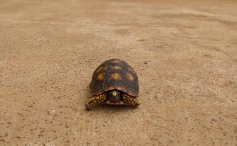 PRF resgata Animal Silvestre em Itaituba