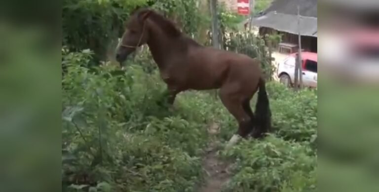 Animal é resgatado por militares do corpo de bombeiros, em Itaituba