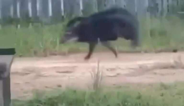 Animais circulam em área urbana de Itaituba e assusta moradores