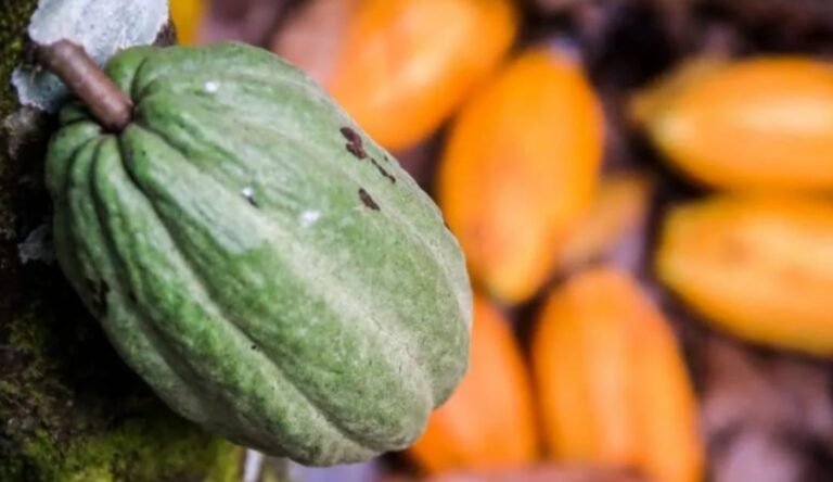 Adepará inicia demarcação das rotas de risco para a monilíase do cacaueiro na região oeste do Pará