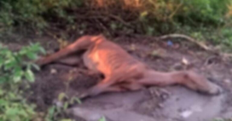 Moradores de comunidade rural denunciam mortes de cavalo por maus-tratos
