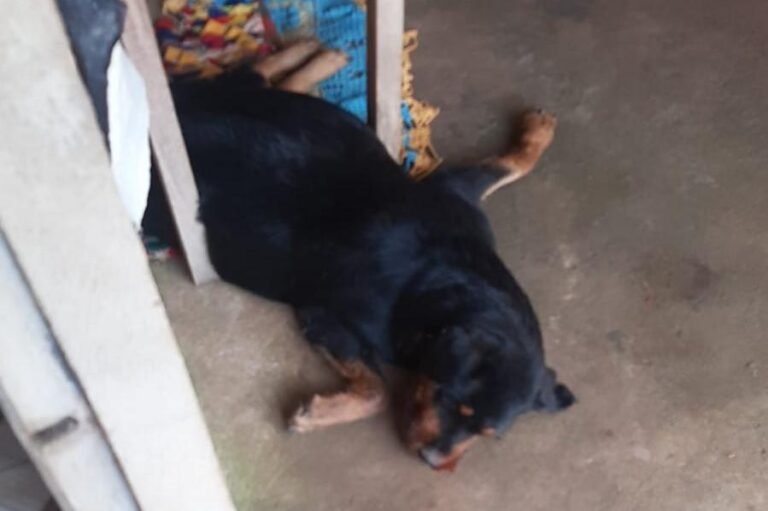 Em Itaituba, mulher se depara com cadela morta envenenada e acusa o vizinho pela morte do animal