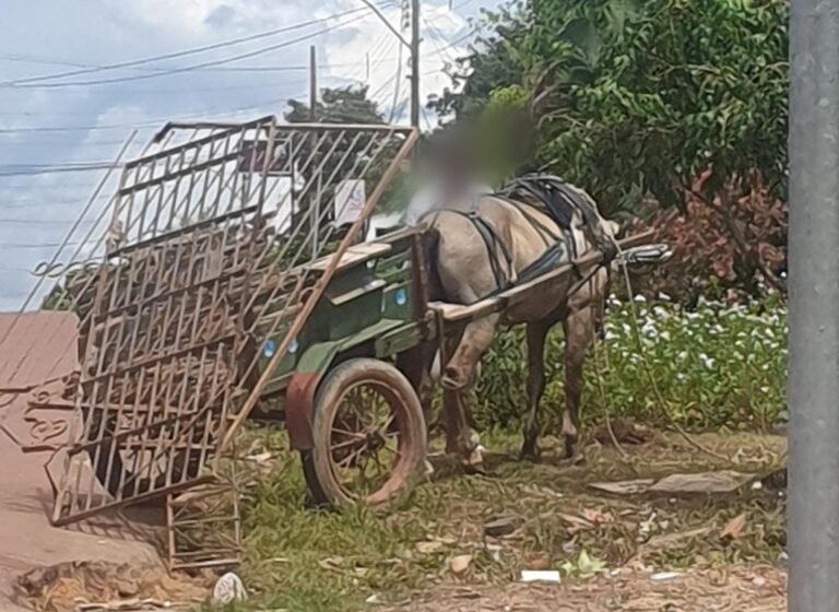 Cavalo com carroça se assusta e sai em disparada por ruas do Bairro Santo Antônio