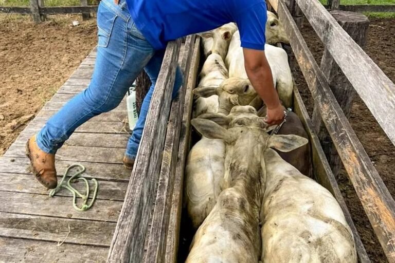 Febre aftosa: vacinação é prorrogada até 30 de junho no Pará